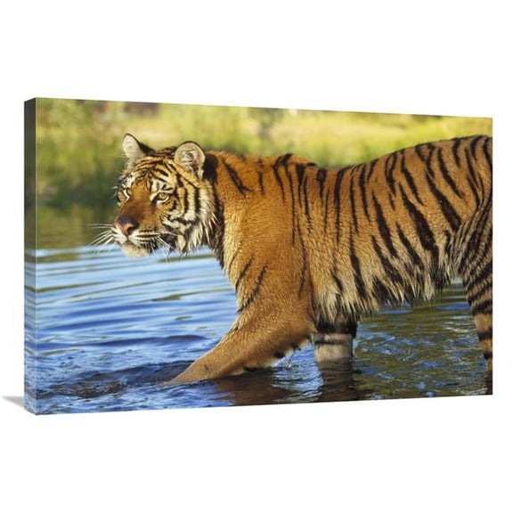 Global Gallery 24 x 36 in. Siberian Tiger Walking Through A Shallow River - Asia Art Print - Tim Fitzharris