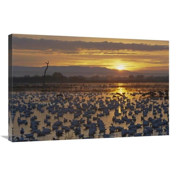 Global Gallery  24 x 36 in. Snow Goose Wintering Flock At Sunrise - Bosque Del Apache National Wildlife Refuge - New Mexico Art Print - Konrad Wothe