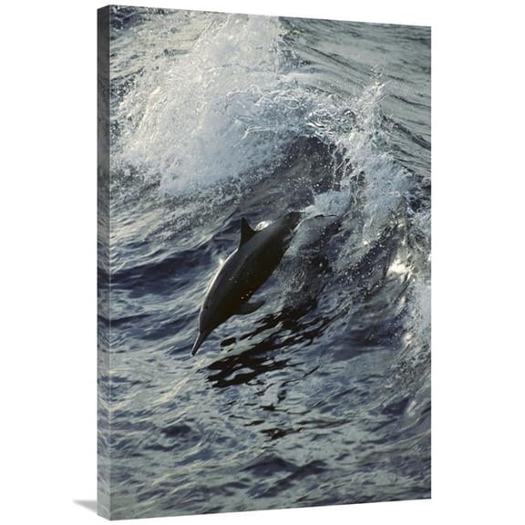 Global Gallery  24 x 36 in. Spinner Dolphin Jumping - Between Panama & Cocos Island - Tropical Eastern Pacific Ocean Art Print - Tui De Roy