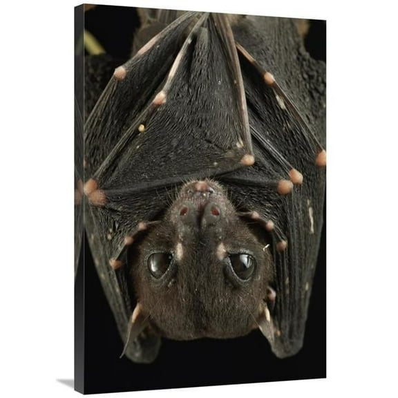 Global Gallery  24 x 36 in. Spotted-Winged Fruit Bat Roosting - Bukit Sarang Conservation Area - Bintulu - Borneo - Malaysia Art Print - Chien Lee