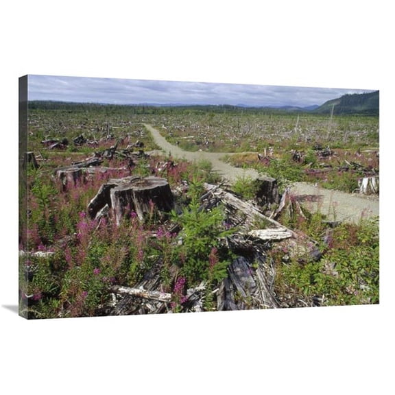 Global Gallery 24 x 36 in. Temperate Rainforest Clear Cutting with Logging Road - Olympic National Forest - Washington Art Print - Gerry Ellis