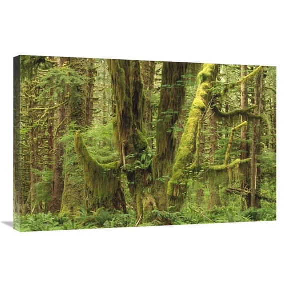 Global Gallery  24 x 36 in. Temperate Rainforest - Queets River Valley - Olympic NP - Washington Art Print - Gerry Ellis