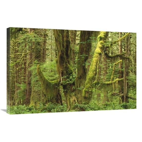 Global Gallery 24 x 36 in. Temperate Rainforest - Queets River Valley - Olympic NP - Washington Art Print - Gerry Ellis