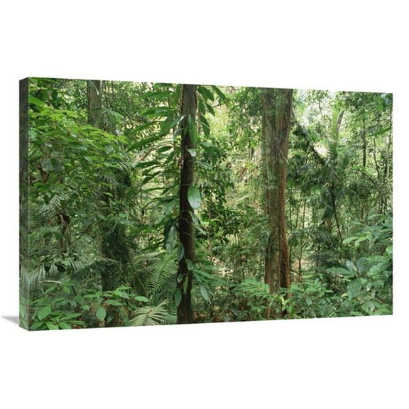 Global Gallery  24 x 36 in. Tropical Rainforest Interior - Bellenden Ker National Park - Australia Art Print - Gerry Ellis