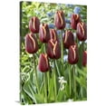 thumbnail image 1 of Global Gallery  24 x 36 in. Tulip Key West Variety Flowers Art Print - Visionspictures, 1 of 1