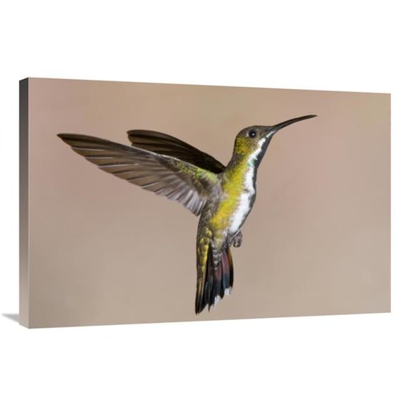 Global Gallery  24 x 36 in. Veraguan Mango Hummmingbird Female Flying - Costa Rica Art Print - Steve Gettle