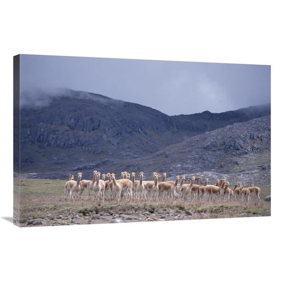 Global Gallery 24 x 36 in. Vicuna Bachelor Male Troop in High Mountains - Peruvian Andes - Peru Art Print - Tui De Roy