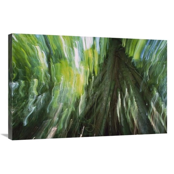 Global Gallery  24 x 36 in. Walking Palm Showing Stilt Roots - with Abstract Rainforest Patterns - Barro Colorado Island - Panama Art Print - Christian Ziegler