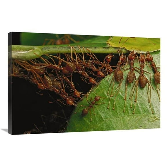Global Gallery  24 x 36 in. Weaver Ants Building Nest by Pulling on Leaves & Forming Chains - Africa Art Print - Mark Moffett