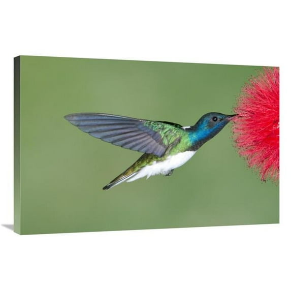 Global Gallery 24 x 36 in. White-Necked Jacobin Hummingbird Male Feeding on Flower Nectar - Costa Rica Art Print - Steve Gettle