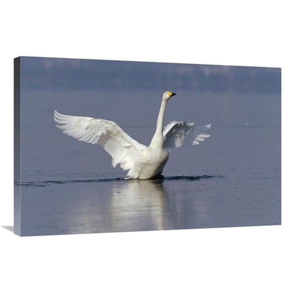 Global Gallery 24 x 36 in. Whooper Swan Flapping Wings - Lake Kussharo-Ko - Hokkaido - Japan Art Print - Konrad Wothe