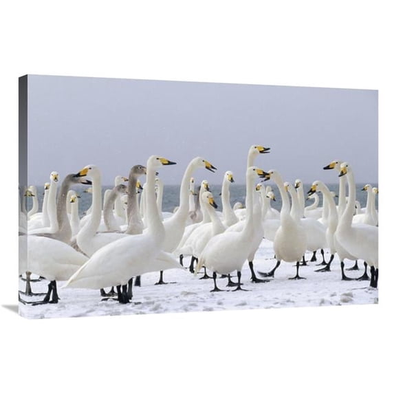 Global Gallery 24 x 36 in. Whooper Swan Wintering Flock - Lake Kussharo-Ko - Hokkaido - Japan Art Print - Konrad Wothe