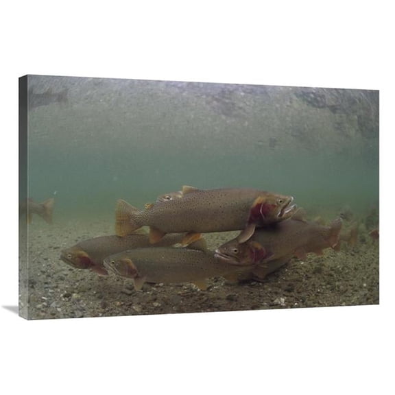 Global Gallery 24 x 36 in. Yellowstone Cutthroat Trout School Swimming in Stream - Idaho Art Print - Michael Quinton