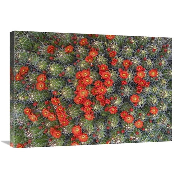 Global Gallery 30 in. Claret Cup Cactus Detail of Flowers in Bloom - North America Art Print - Tim Fitzharris