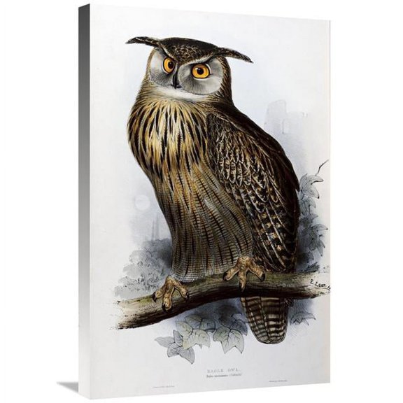 Global Gallery 30 in. Eagle Owl Art Print - John Gould