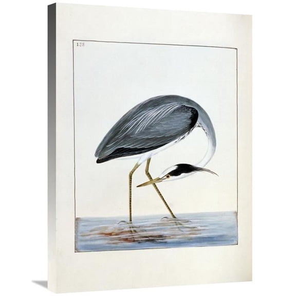 Global Gallery 30 in. Heron Art Print - William Lewin
