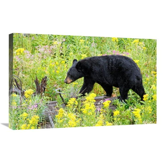 Global Gallery 30 in. On the Prowl Art Print - Vic Schendel