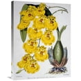 thumbnail image 1 of Global Gallery  30 in. Oncidium Varicosum Var. Rogers II Art Print - Samuel Jennings, 1 of 1