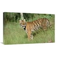 thumbnail image 1 of Global Gallery  30 in. Siberian Tiger Standing in Green Grass Art Print, 1 of 1