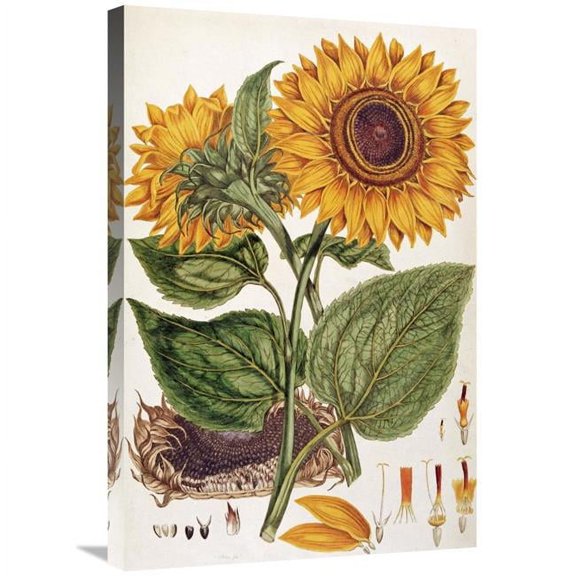 Global Gallery 30 in. Sunflower Art Print - John Miller
