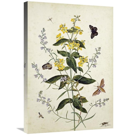 Global Gallery 30 in. Yellow Loosestrife & Other Wild Flowers Art Print - Thomas Robins Jr.