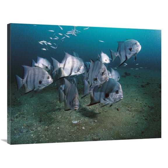 Global Gallery  30 x 40 in. Atlantic Spadefish School - Grays Reef Nms - Georgia Art Print - Flip Nicklin