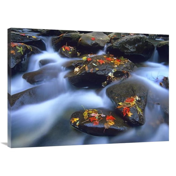 Global Gallery 30 x 40 in. Autumn Leaves on Wet Boulders in Stream - Great Smoky Mountains National Park - North Carolina Art Print - Tim Fitzharris
