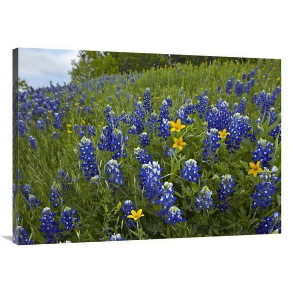 Global Gallery 30 x 40 in. Bluebonnet & Texas Yellowstar Meadow - Cedar Hill State Park - Texas Art Print - Tim Fitzharris