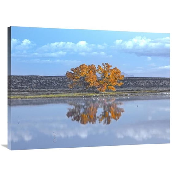 Global Gallery 30 x 40 in. Cottonwood & Cranes - Autumn Foliage - Bosque Del Apache National Wildlife Refuge - New Mexico Art Print - Tim Fitzharris
