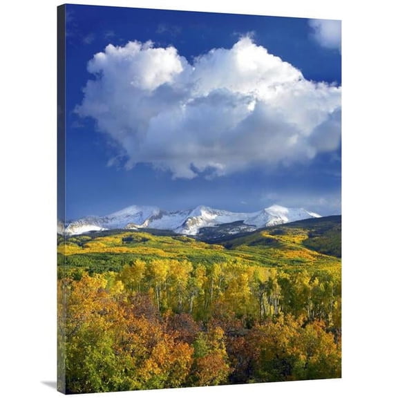 Global Gallery 30 x 40 in. East Beckwith Mountain Flanked by Fall Colored Aspen Forests Under Cumulus Clouds - Colorado Art Print - Tim Fitzharris