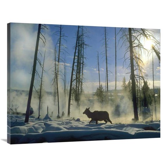 Global Gallery  30 x 40 in. Elk Female in the Snow with Steam Rising From Nearby Hot Spring - Yellowstone National Park - Wyoming Art Print - Tim Fitzharris