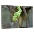 thumbnail image 1 of Global Gallery  30 x 40 in. Emerald Tree Boa in Tree - Costa Rica Art Print - Tim Fitzharris, 1 of 1