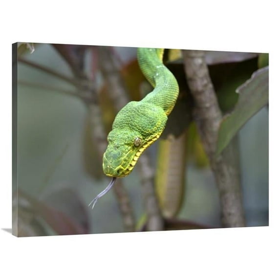 Global Gallery 30 x 40 in. Emerald Tree Boa in Tree - Costa Rica Art Print - Tim Fitzharris
