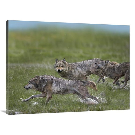 Global Gallery 30 x 40 in. Gray Wolf Trio Running Through Water - North America Art Print - Tim Fitzharris