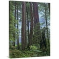 thumbnail image 1 of Global Gallery  30 x 40 in. Old Growth Forest of Coast Redwood Stand Del Norte Coast Redwoods State Park - California Art Print - Tim Fitzharris, 1 of 1