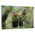 thumbnail image 1 of Global Gallery  30 x 40 in. Pink-Necked Green-Pigeon Pair - Jurong Bird Park - Singapore Art Print - Tim Fitzharris, 1 of 1