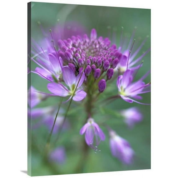 Global Gallery 30 x 40 in. Rocky Mountain Bee Plant Flower - Great Sand Dunes National Monument - Colorado Art Print - Tim Fitzharris