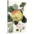 thumbnail image 1 of Global Gallery  36 in. Apple Art Print - John Lindley, 1 of 1