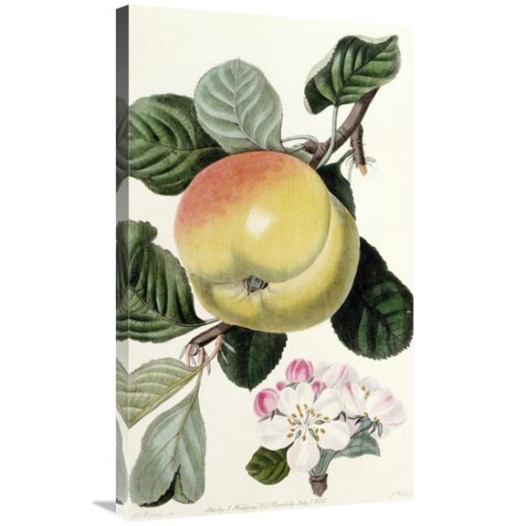 Global Gallery 36 in. Apple Art Print - John Lindley