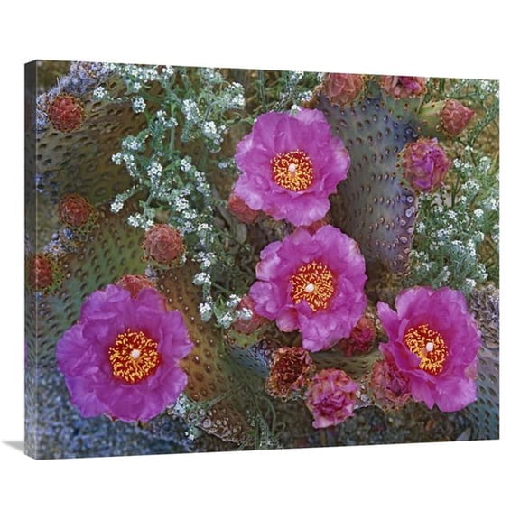 Global Gallery  36 in. Beavertail Cactus Flowering - Arizona Art Print - Tim Fitzharris