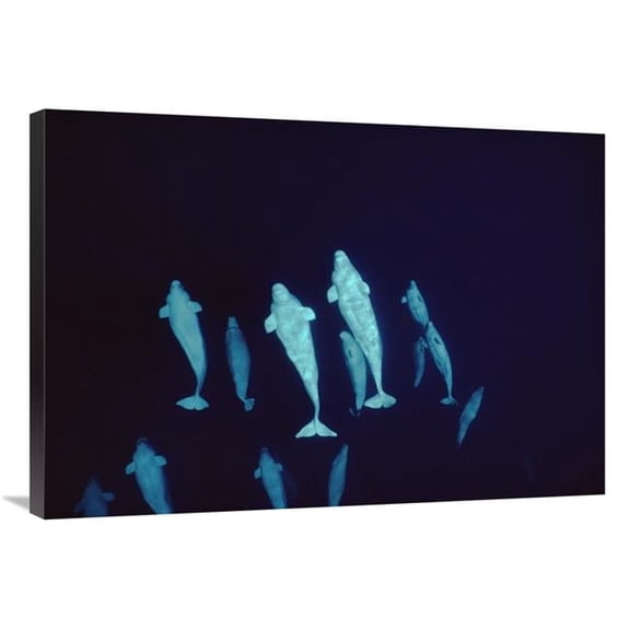 Global Gallery 36 in. Beluga Curious Pod At 200 ft. Depth - Lancaster Sound - Nunavut - Canada Art Print - Flip Nicklin