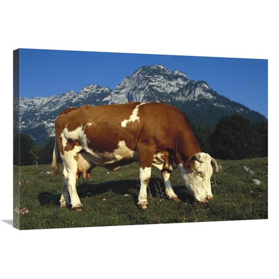 Global Gallery 36 in. Cow Grazing in Field in Berchtesgadener Land - Bavaria - Southern Germany Art Print - Heidi And Hans-Juergen Koch