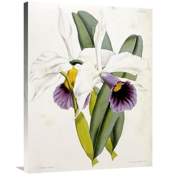 Global Gallery 36 in. Lily Art Print - William Curtis