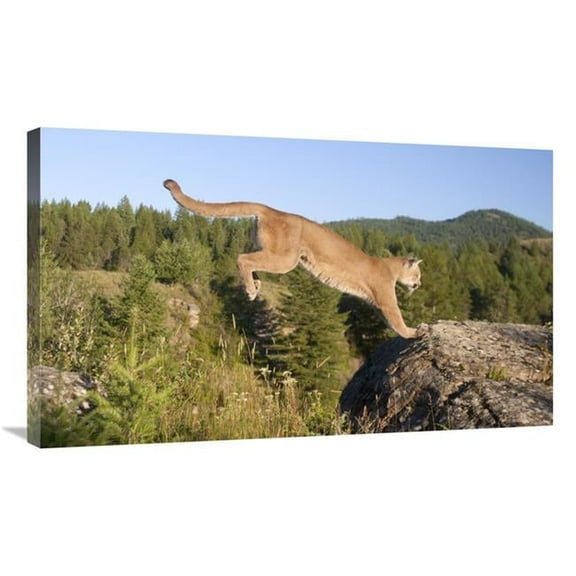 Global Gallery  36 in. Mountain Lion Jumping - Montana. Sequence 2 of 2 Art Print - Matthias Breiter