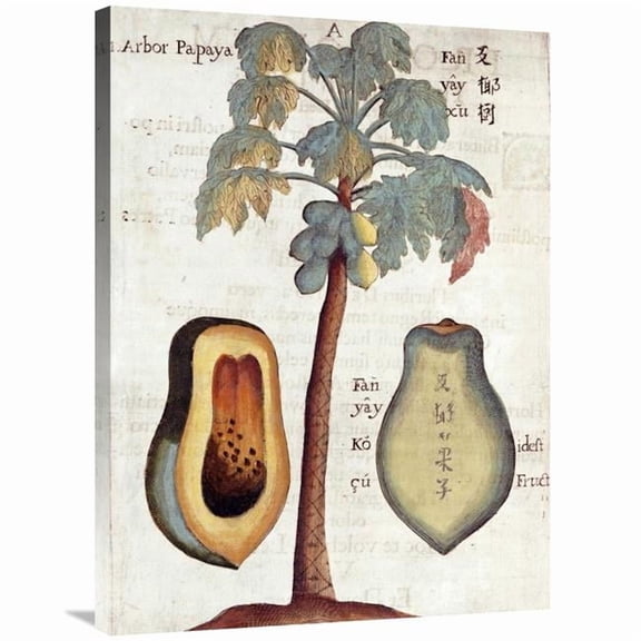 Global Gallery 36 in. Papaya Tree Art Print
