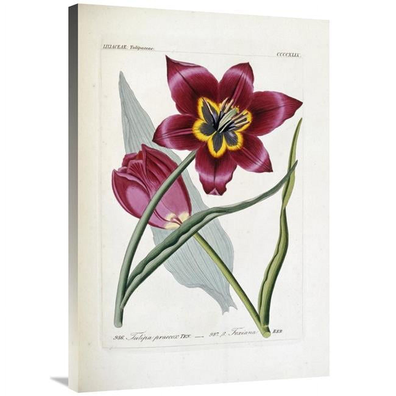 36'' Tulipa Praecox Botanical Art Print on Canvas
