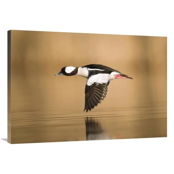 Global Gallery 40 in. Bufflehead Male Flying - Island Lake Recreation Area - Michigan Art Print - Steve Gettle
