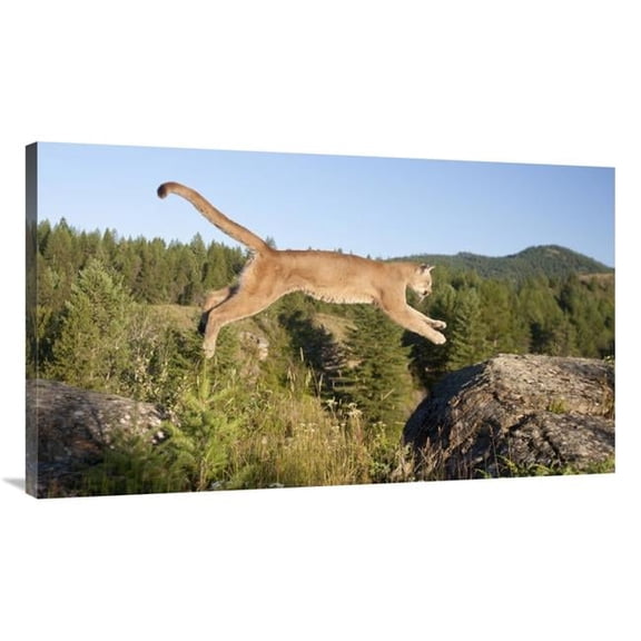 Global Gallery 44 in. Mountain Lion Jumping - Montana. Sequence 1 of 2 Art Print - Matthias Breiter