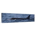 thumbnail image 1 of Global Gallery  44 in. Orca Surfacing Showing Dorsal Fin in Queen Charlotte Sound - Canada Art Print - Matthias Breiter, 1 of 1