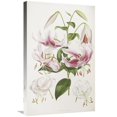 thumbnail image 1 of Global Gallery  A Monograph of the Genus Lilium Art Print, 1 of 1